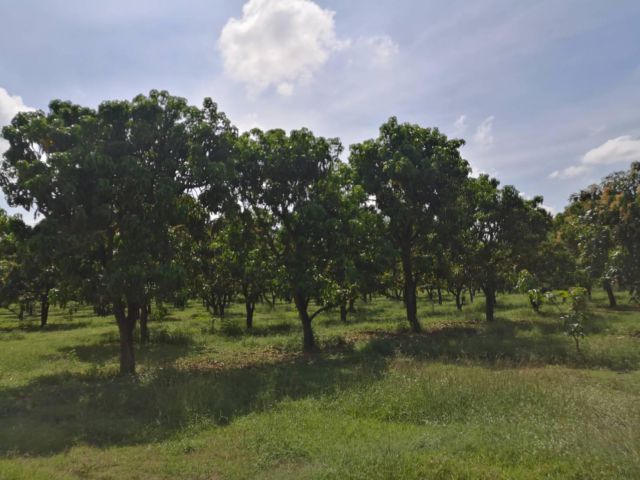 ขายด่วนสวนมะม่วง 42ไร่2งาน99ตารางวา เก็บผลผลิตได้เลย ปลูกเต็มพื้นที่ วางระบบน้ำอย่าดี เจ้าของมีอายุอยากขาย ขายราคา3.8แสน